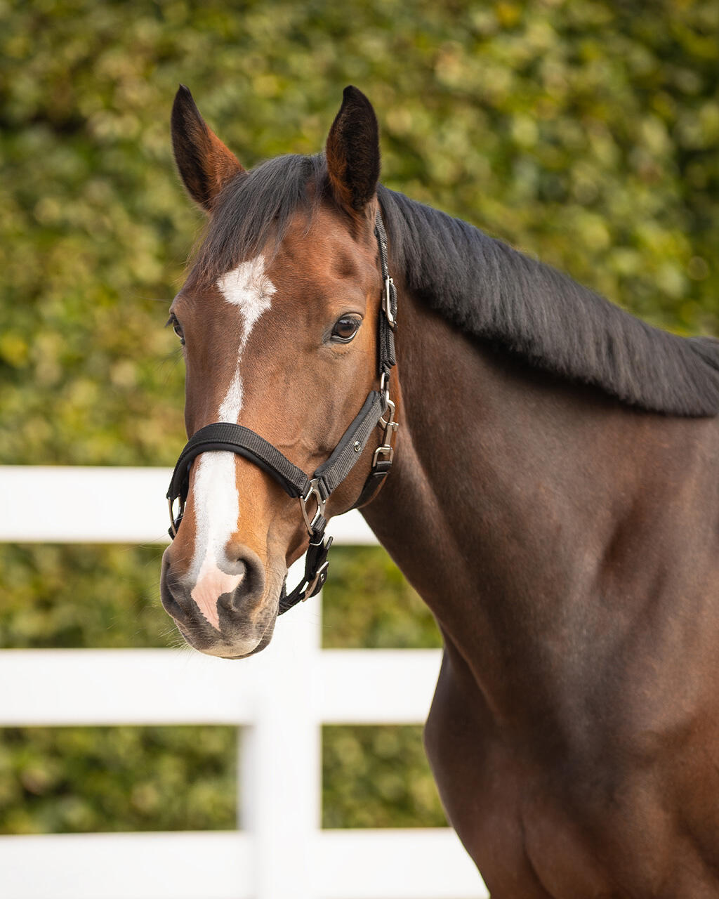 Licol pour cheval QHP Deluxe 2/4