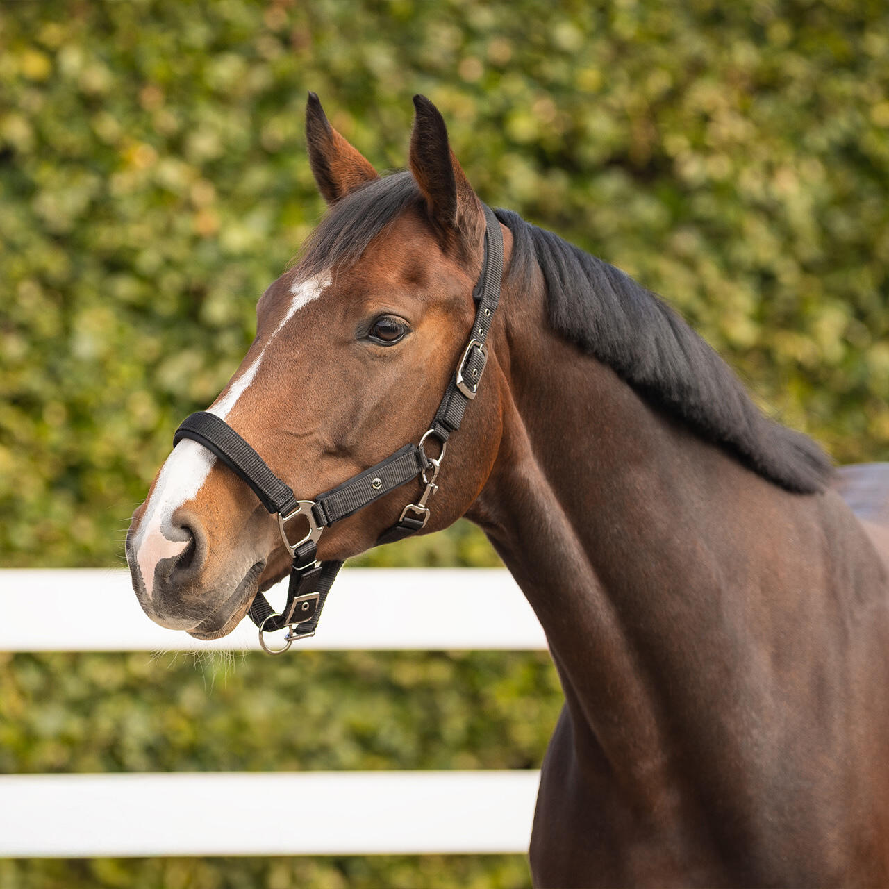 Licol pour cheval QHP Deluxe 4/4