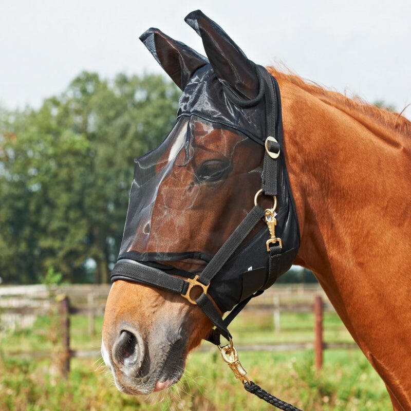 BUSSE picture