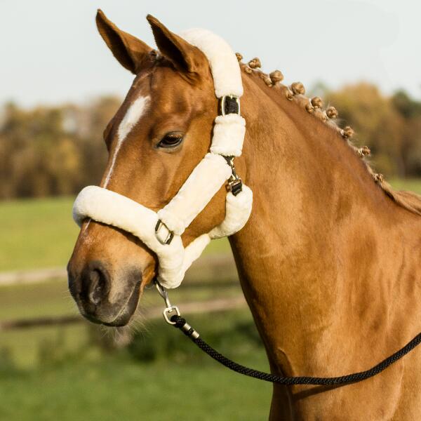 BUSSE picture