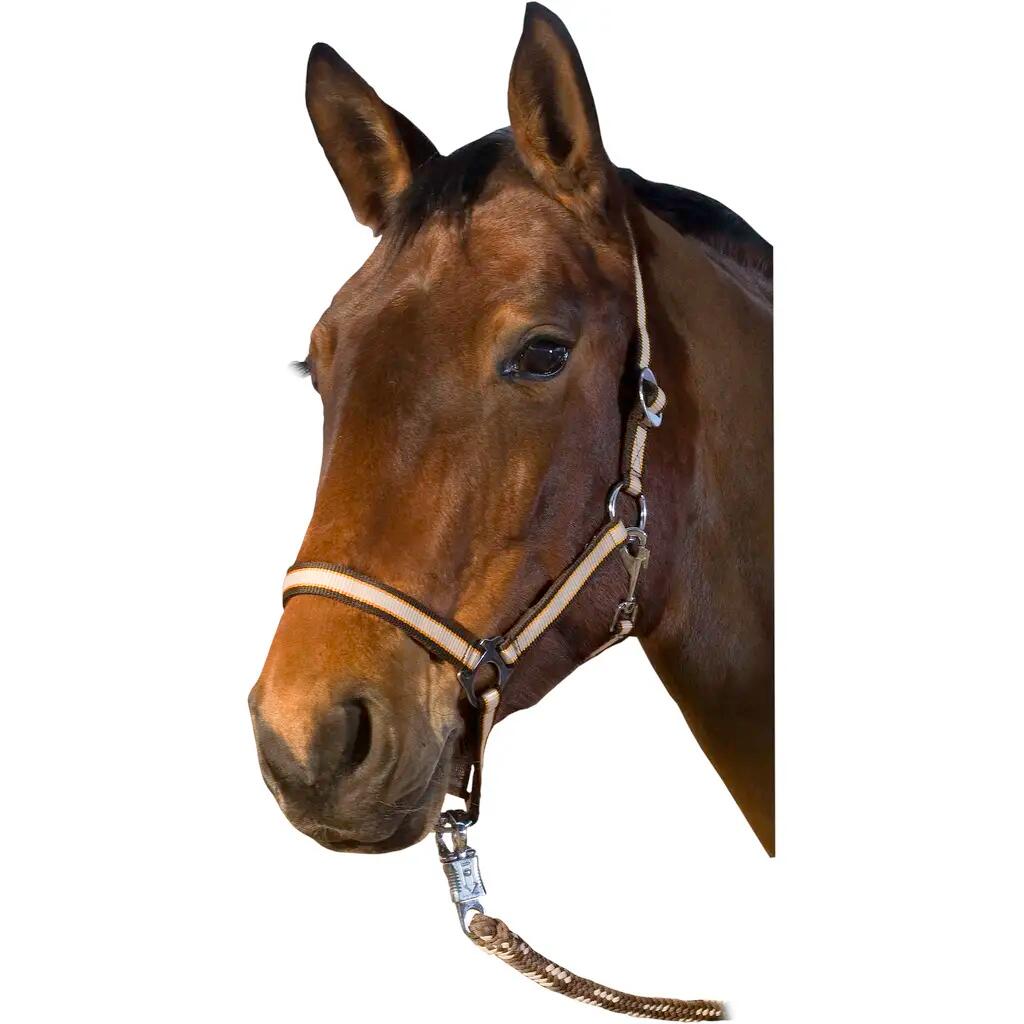 Licol pour cheval USG Basic 2/5