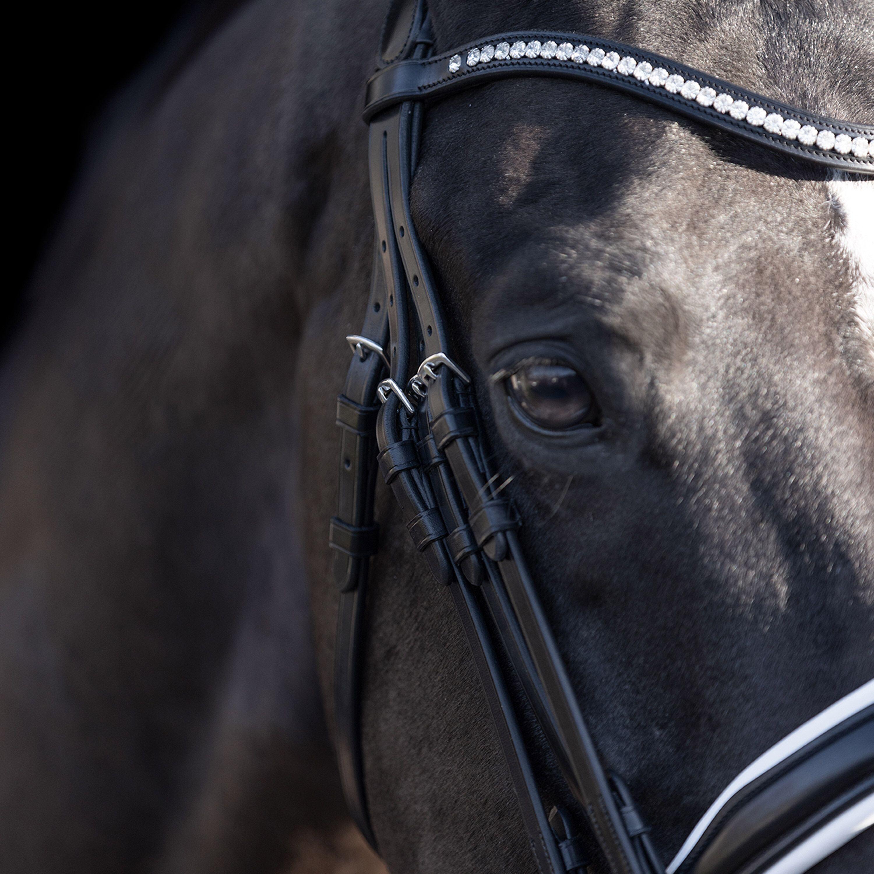 Briglie da equitazione HV Polo Legacy deluxe 2/3