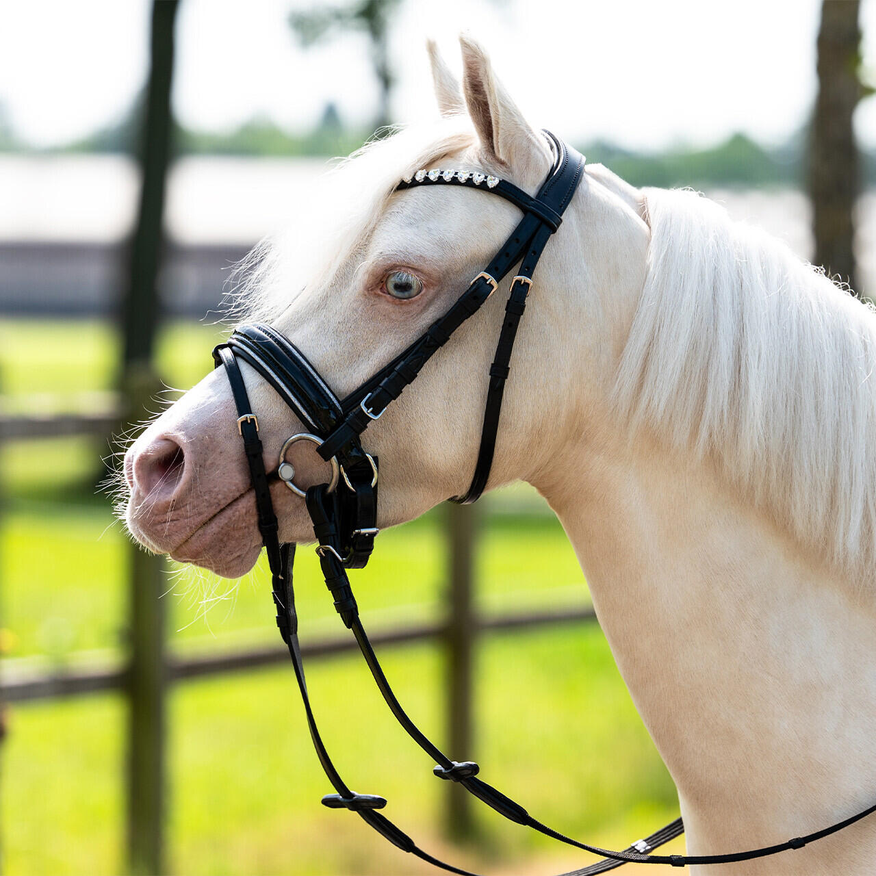 Bridons équitation pour cheval QHP Bixie 4/6