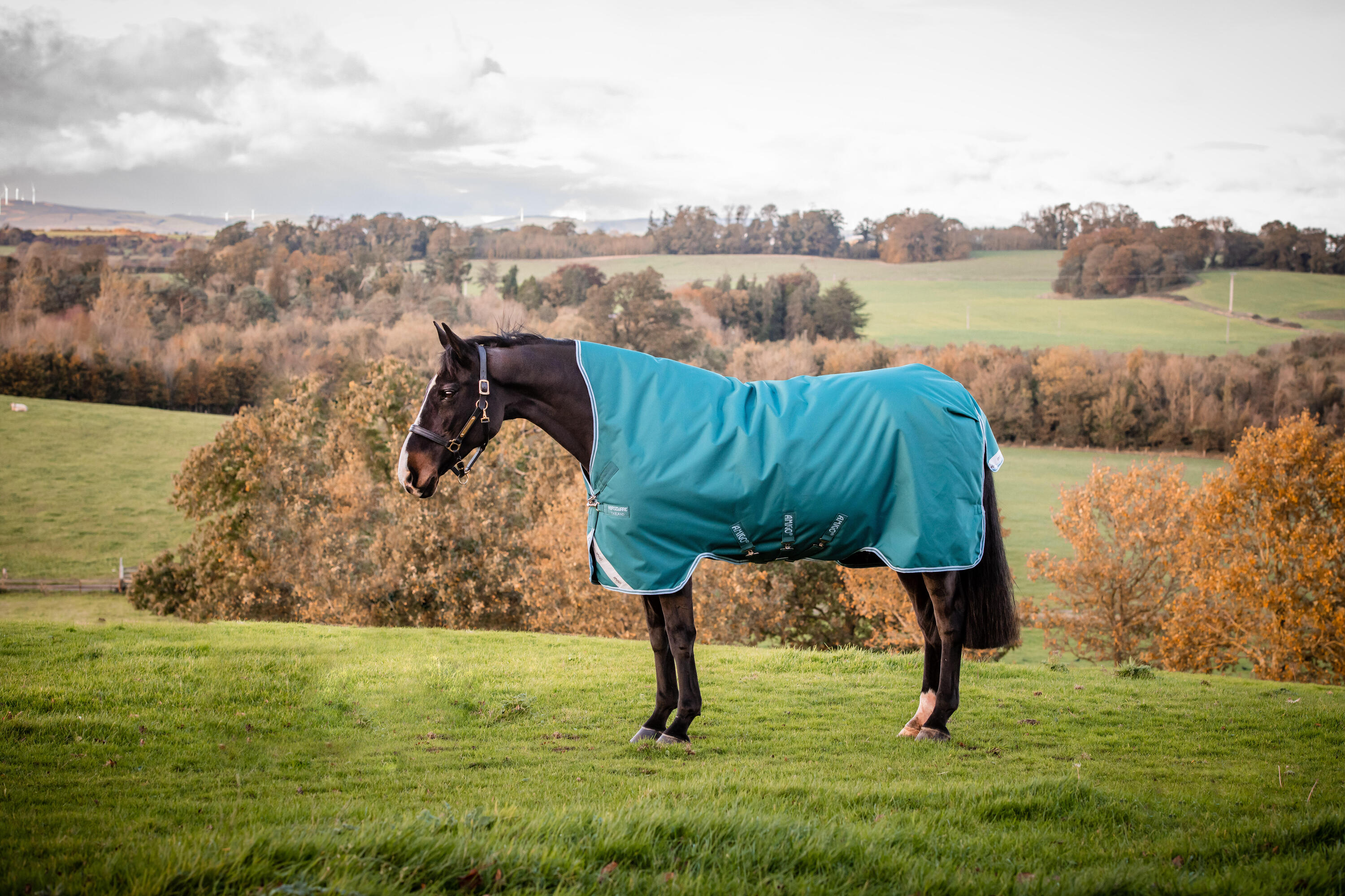 HORSEWARE IRELAND picture
