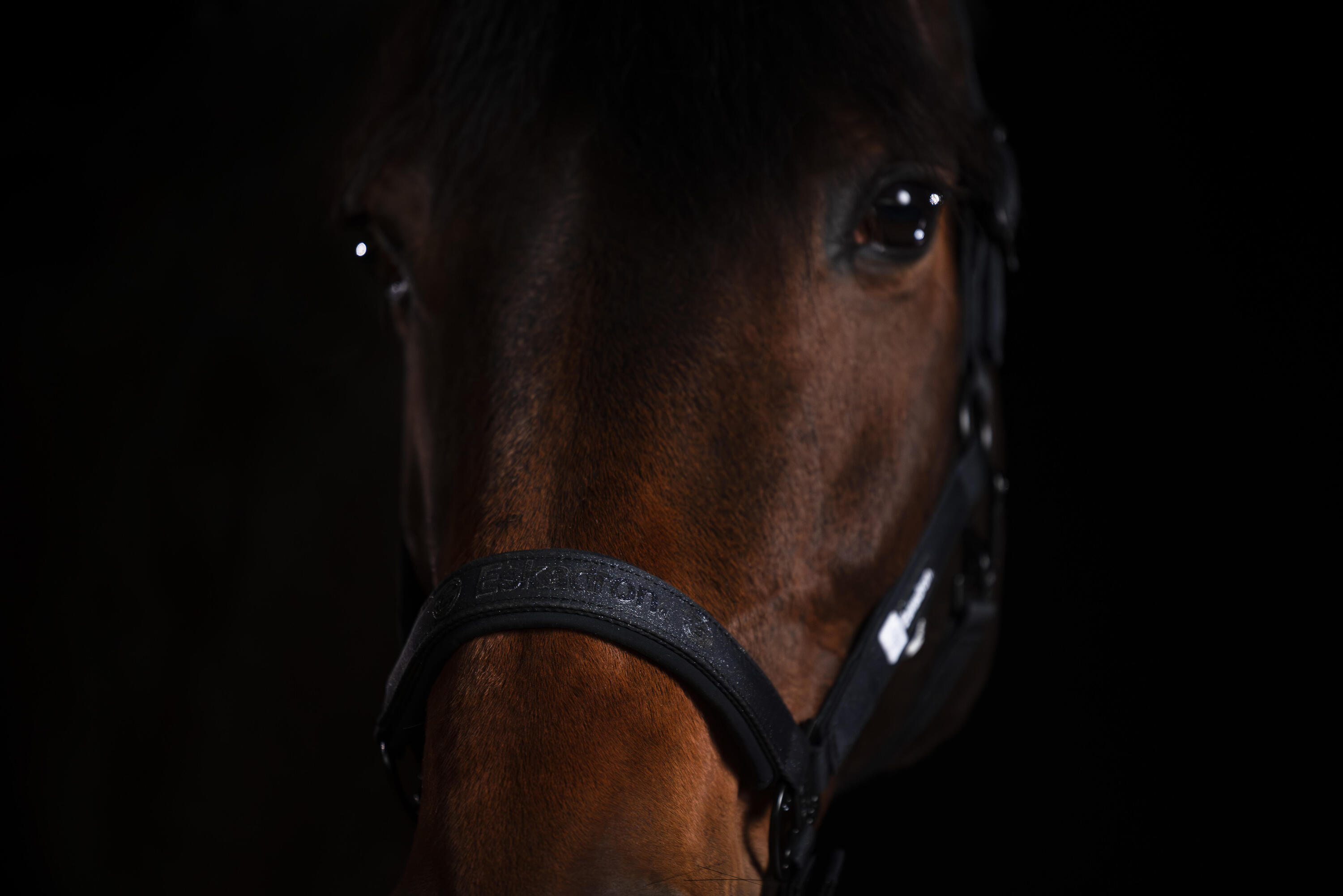 Halfter Sparkle Double Pin Dynamic schwarz 2/2