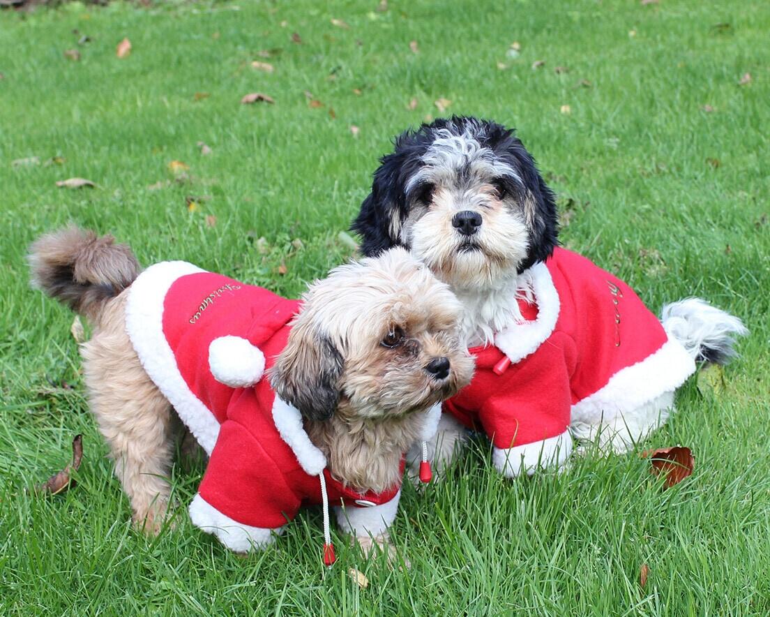 Weihnachts-Hundemantel rot 2/3