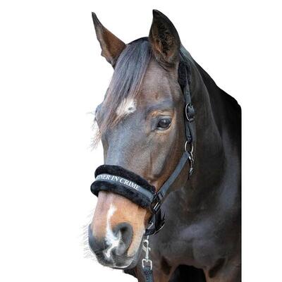 Halster voor paarden harry's horse lyrics quotes