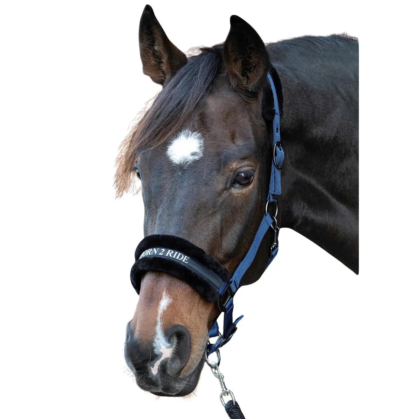 HARRYS HORSE picture