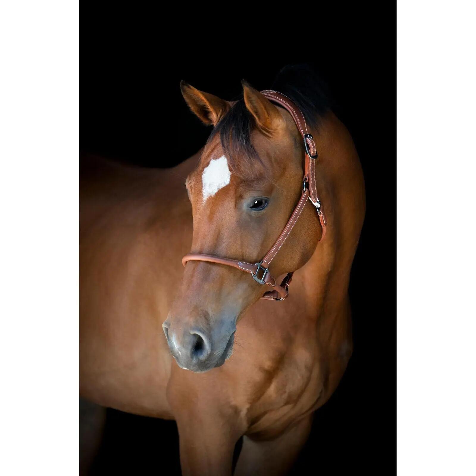 Cabestro de cuero para caballos Catago 3/5