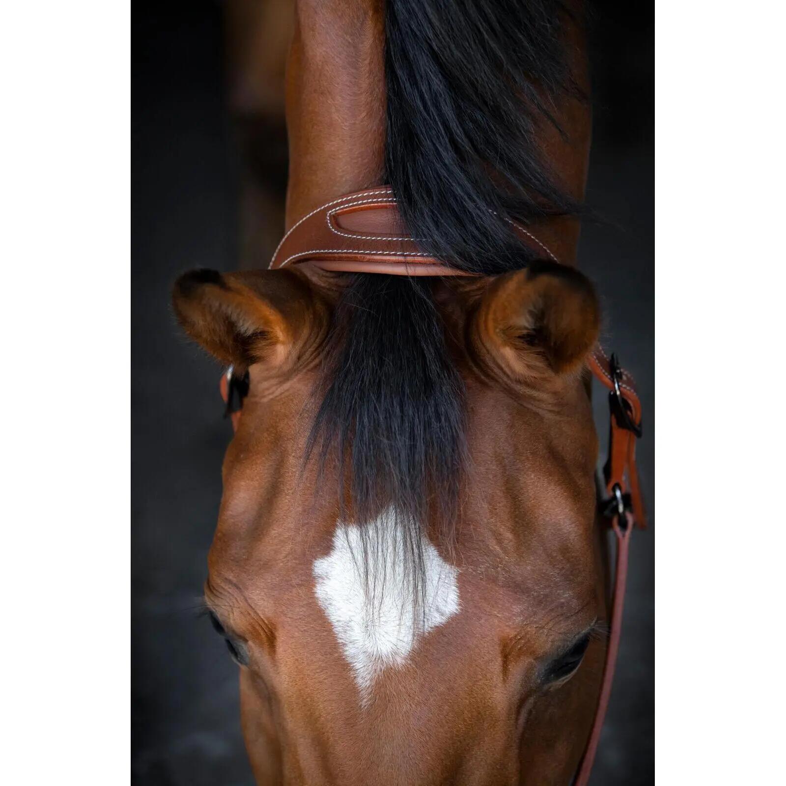Cabestro de cuero para caballos Catago 4/5