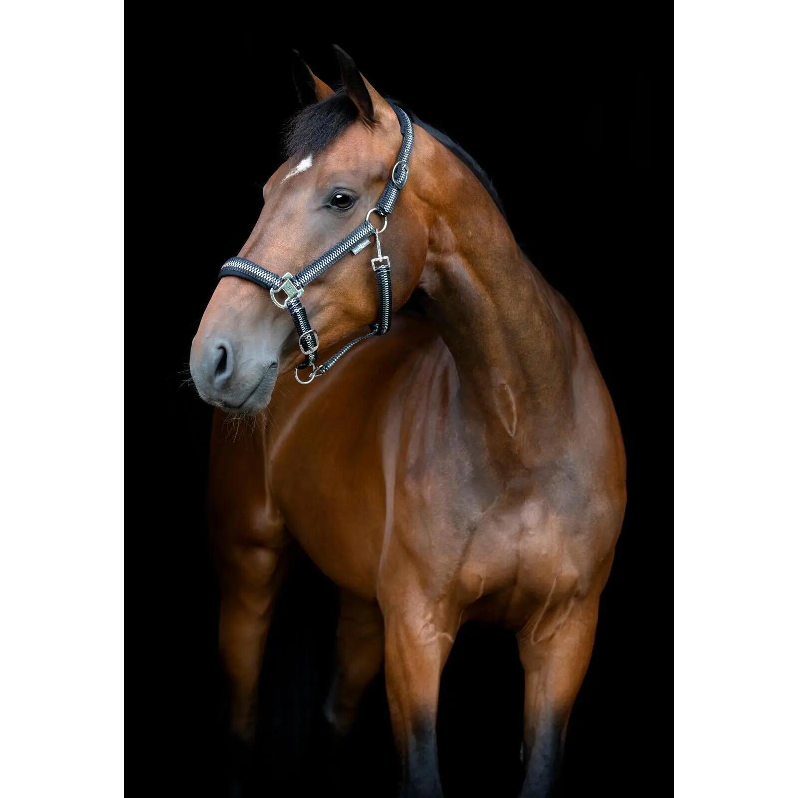 Licol pour cheval nylon HorseGuard Cole 2/5
