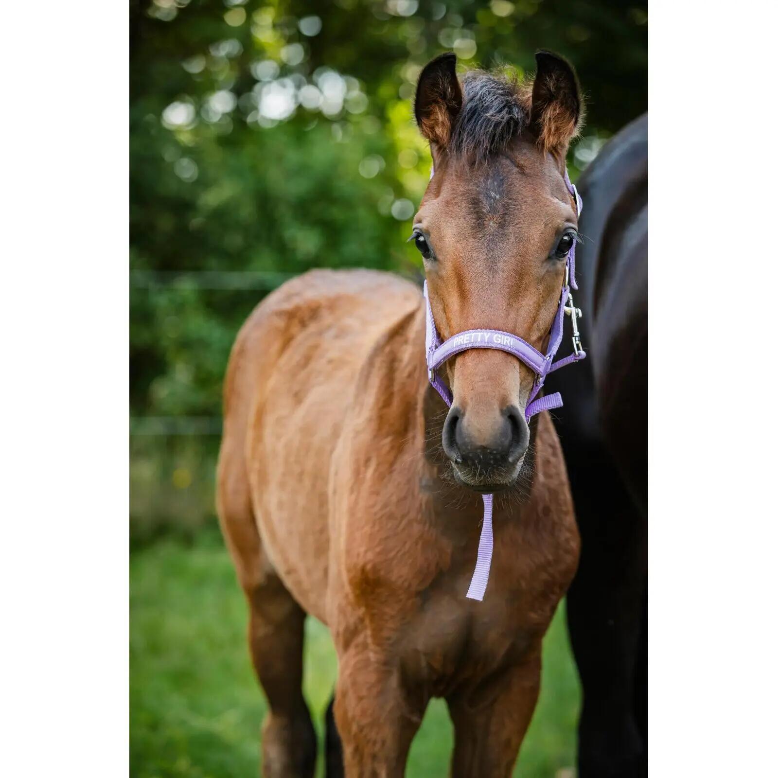 Cavezza HorseGuard Malva 3/3