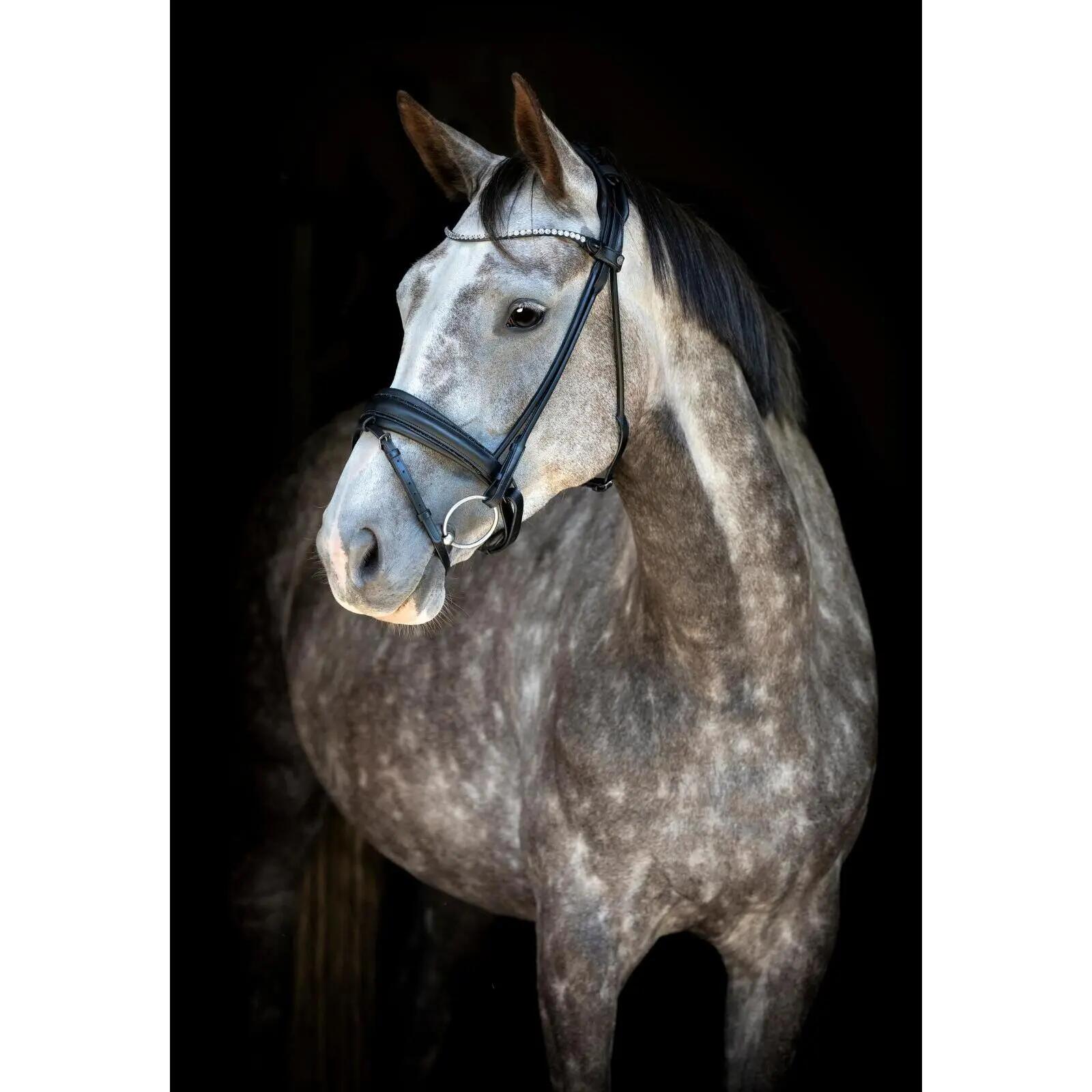 Bridones de equitación para caballo anatómico Catago Nival 26.1 2/5