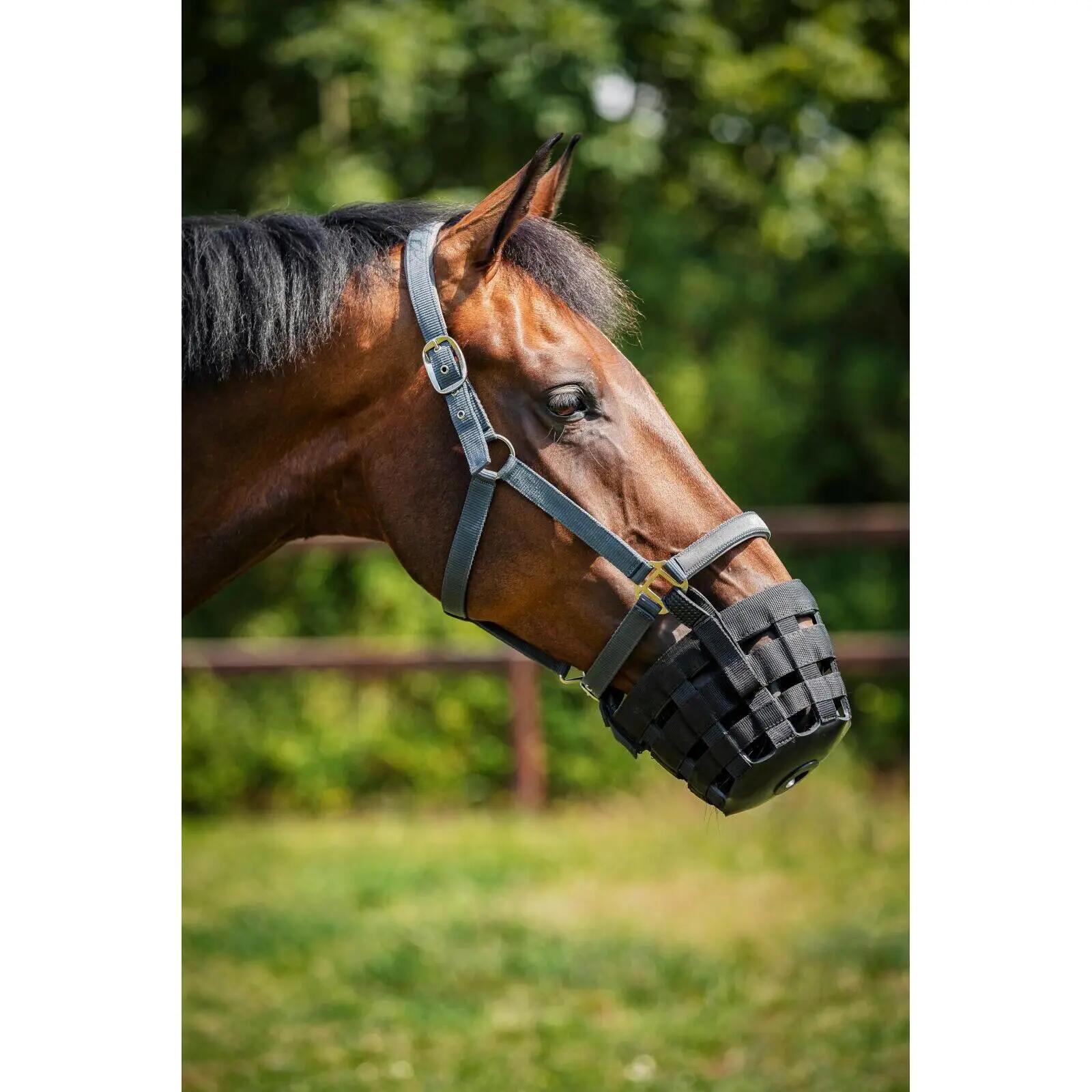Muselière pour cheval de pâturage avec licol HorseGuard 2/3