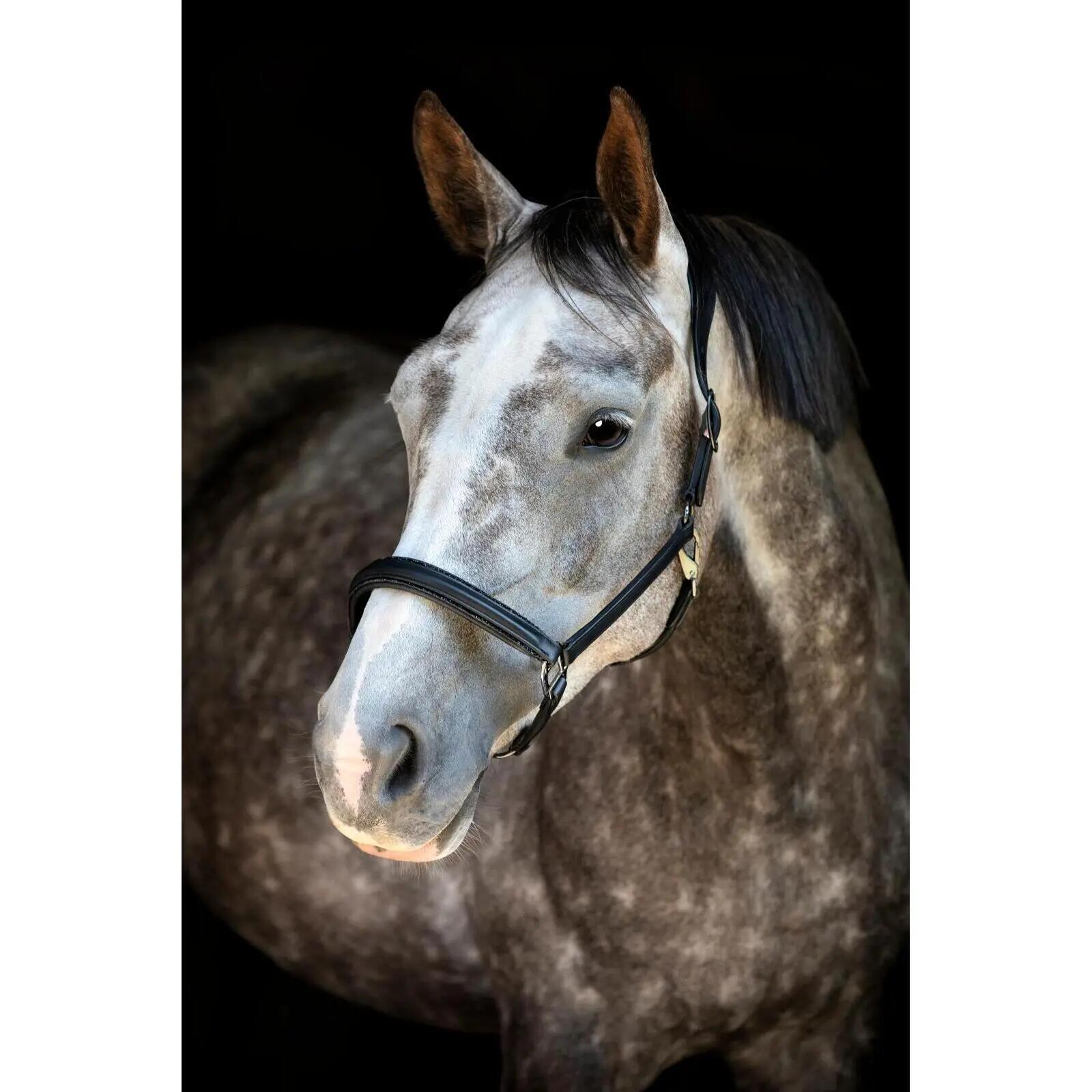 Cabestro de cuero para caballos Catago Tori 26.1 2/3