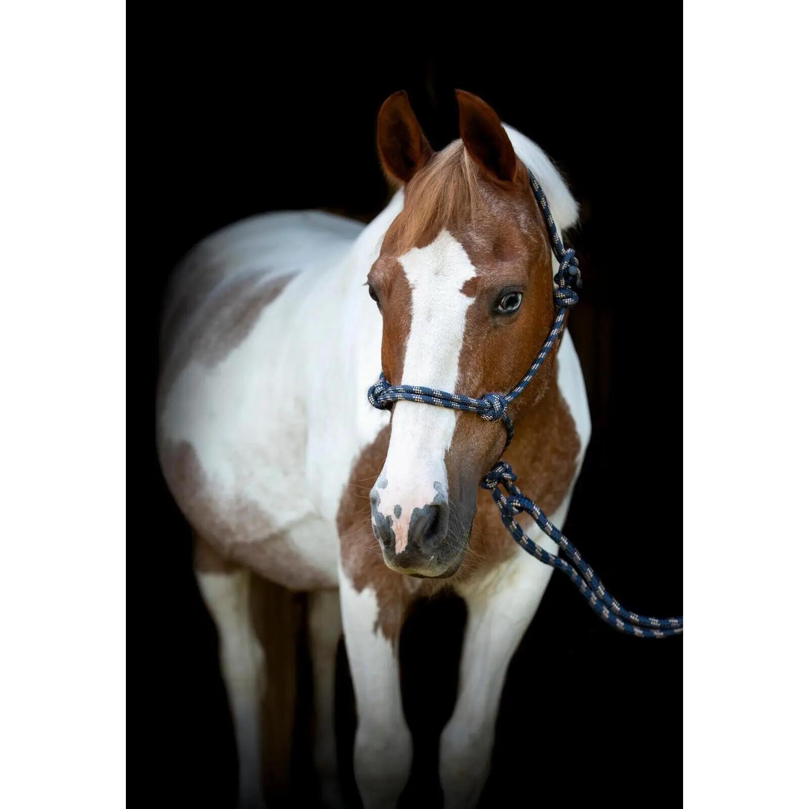 Ensemble licol et longe pour cheval HorseGuard 2/3