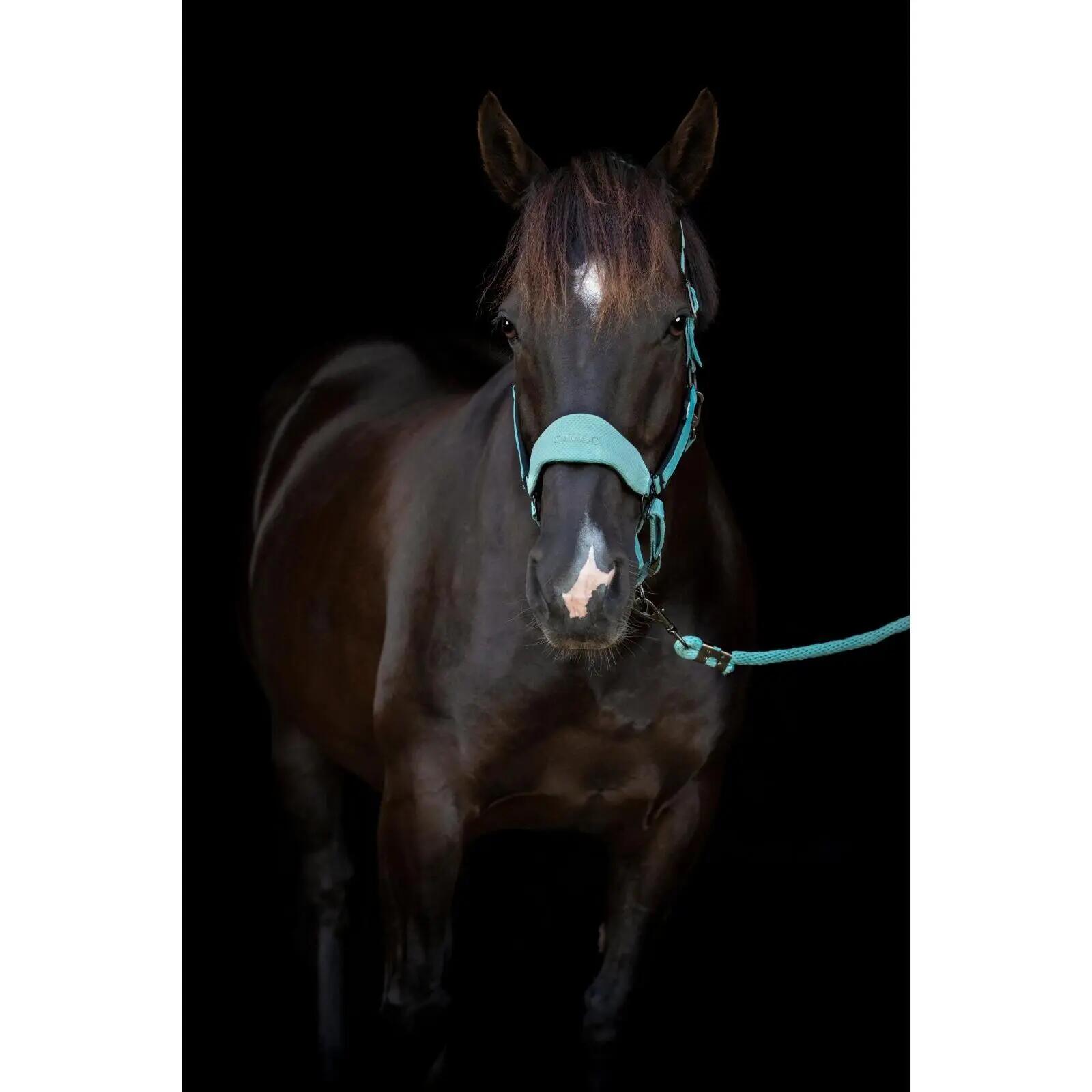 Cabezada de nylon para caballo Catago FIR-Tech 3/5