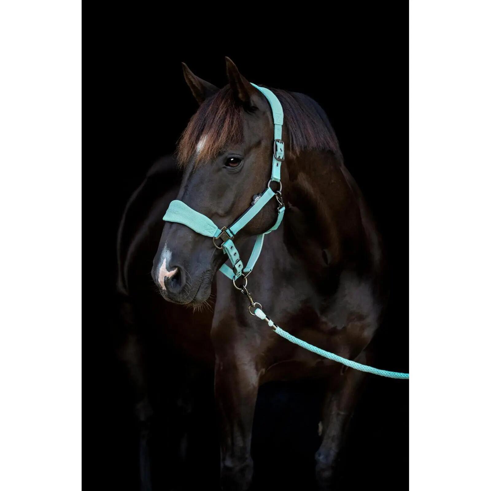 Cabezada de nylon para caballo Catago FIR-Tech 4/5