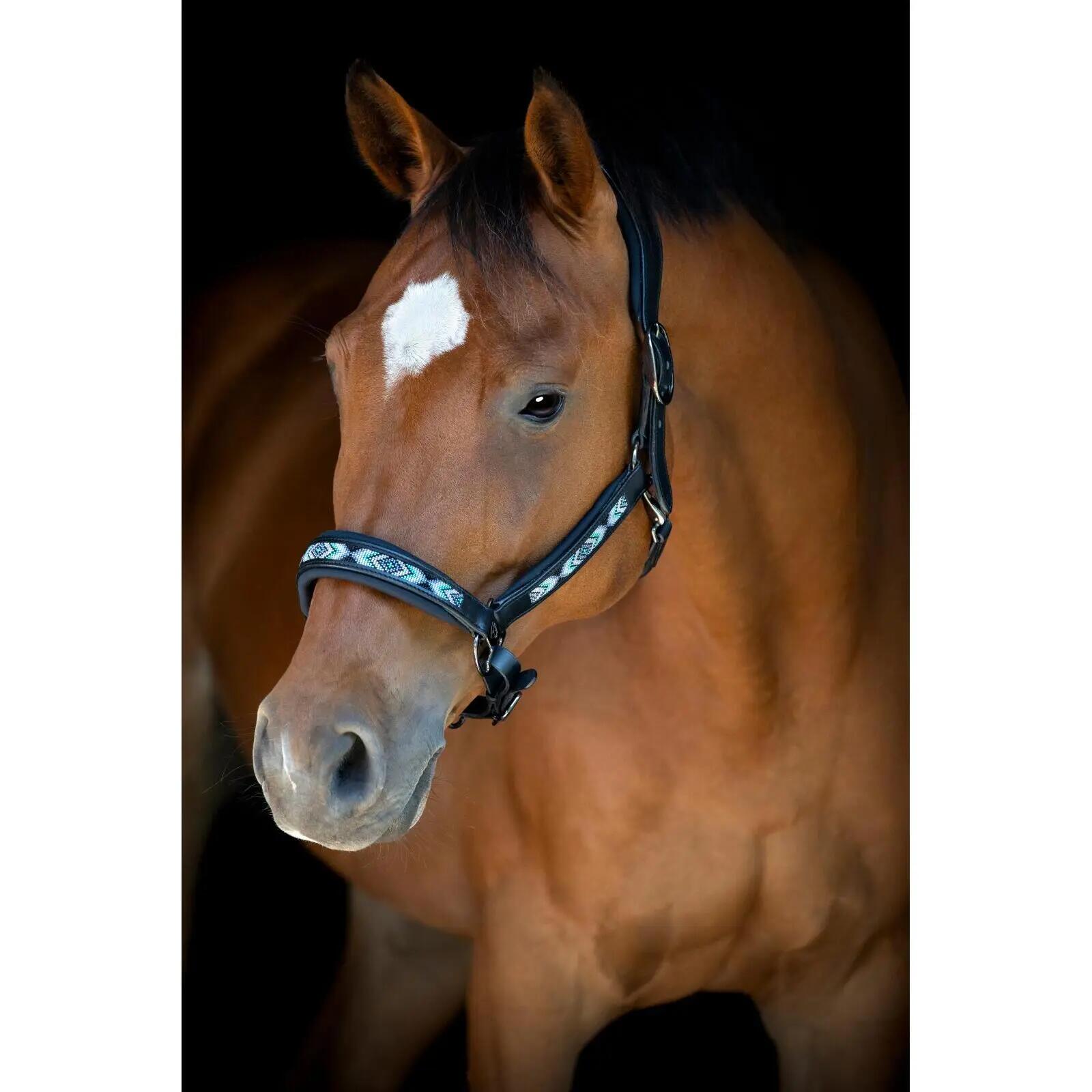 Cabestro de cuero para caballos Catago Anamo 2/4