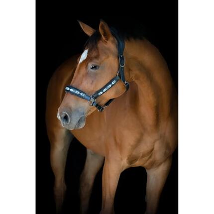 Licol pour cheval en cuir Catago Anamo