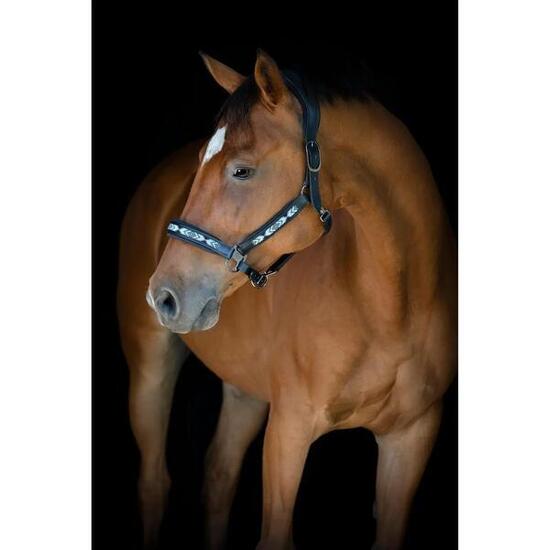 Licol pour cheval en cuir Catago Anamo