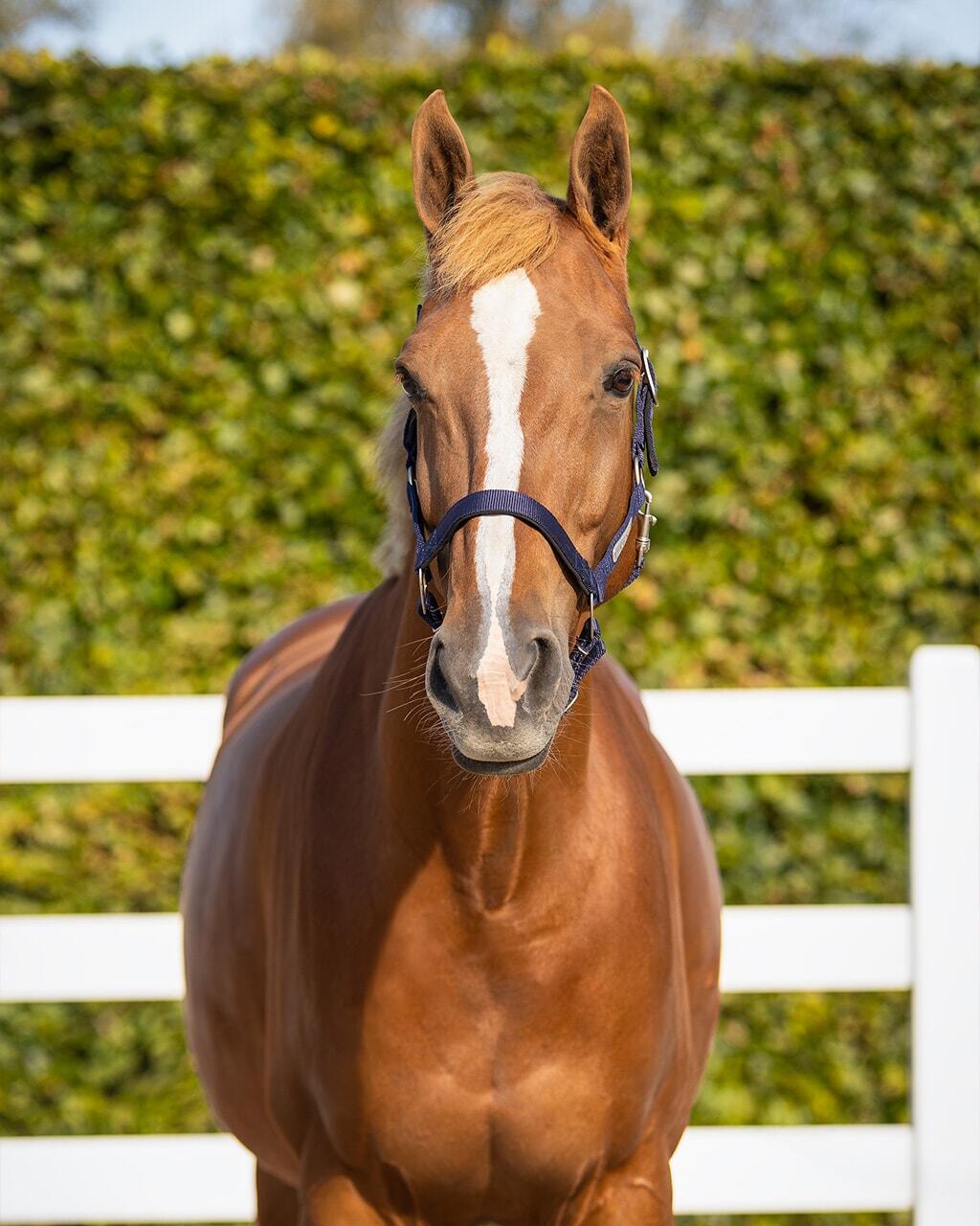 Licol pour cheval de sécurité doublé QHP 3/7