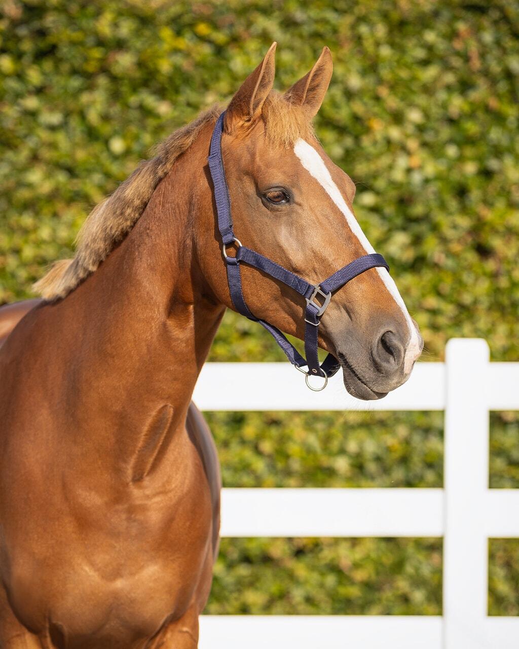 Licol pour cheval de sécurité doublé QHP 2/7