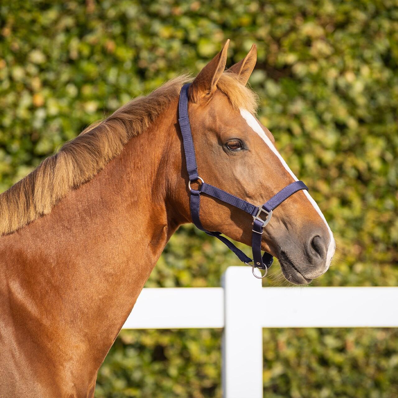 Licol pour cheval de sécurité doublé QHP 5/7