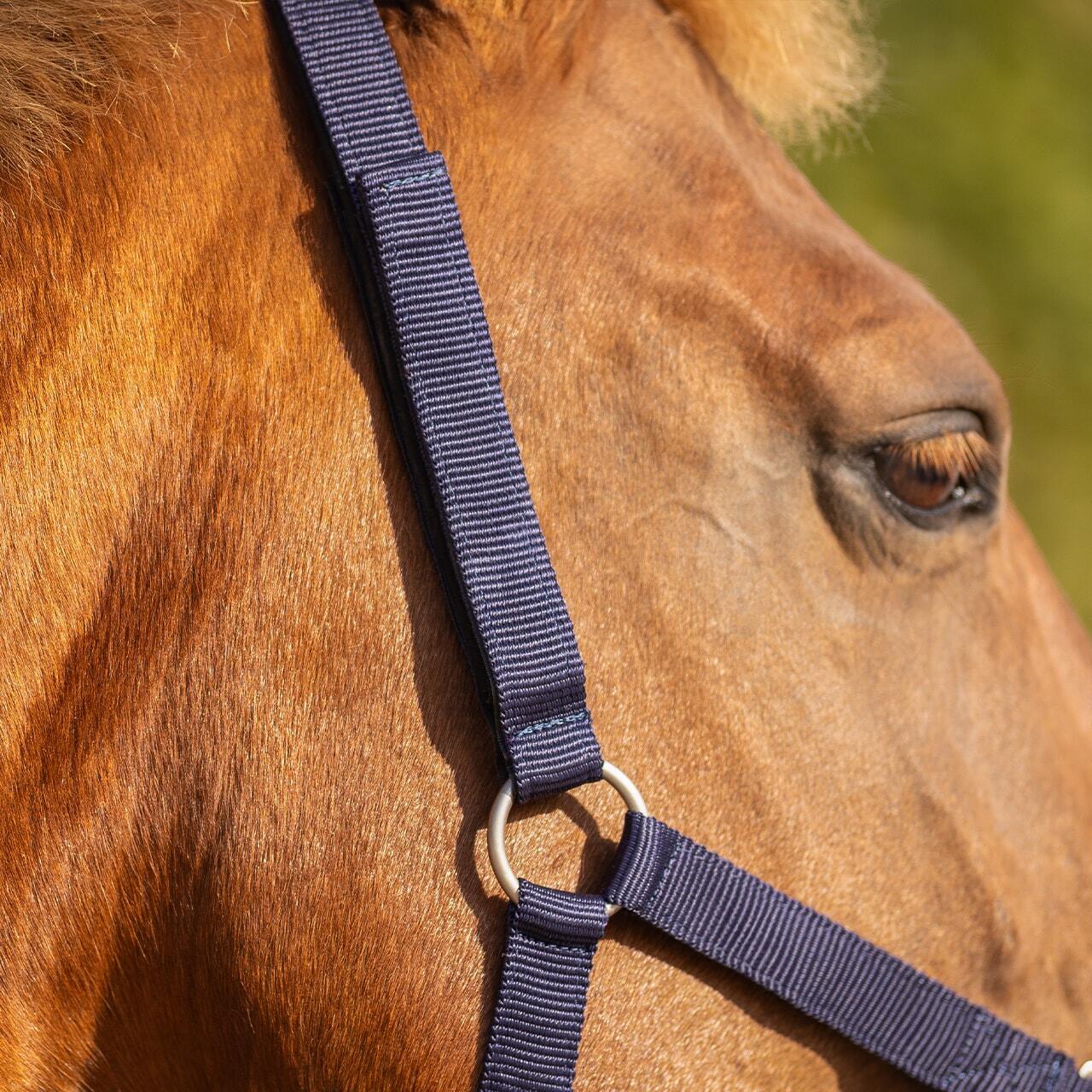 Licol pour cheval de sécurité doublé QHP 7/7