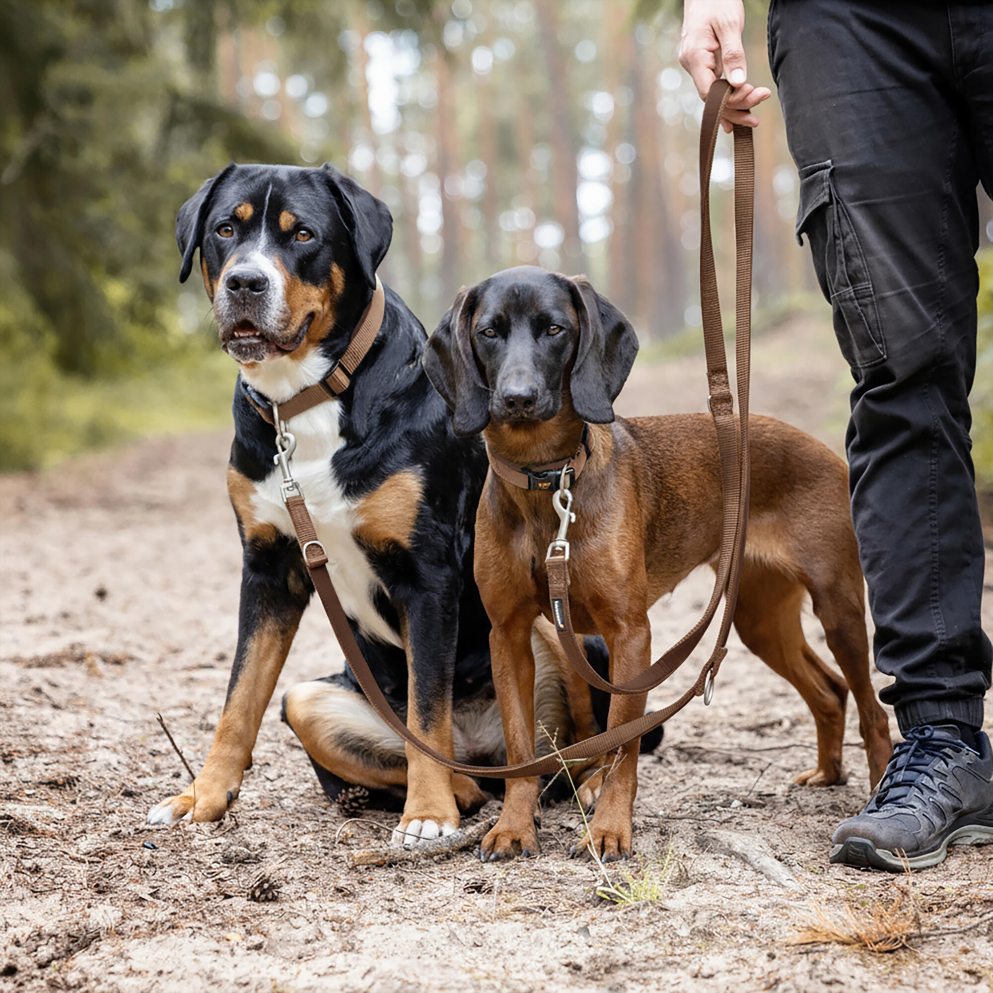 Guinzaglio Bella per Cani – Guinzaglio Regolabile e Morbido Premium 2/6