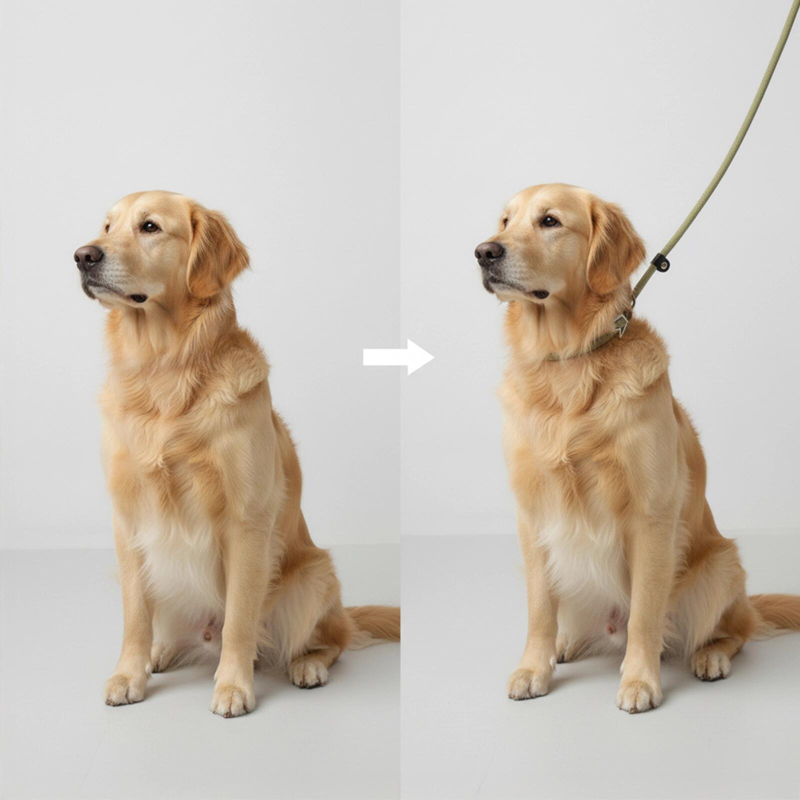 Guinzaglio Retriever Tilda – Guinzaglio 2 in 1 con Stop di Sicurezza 5/5