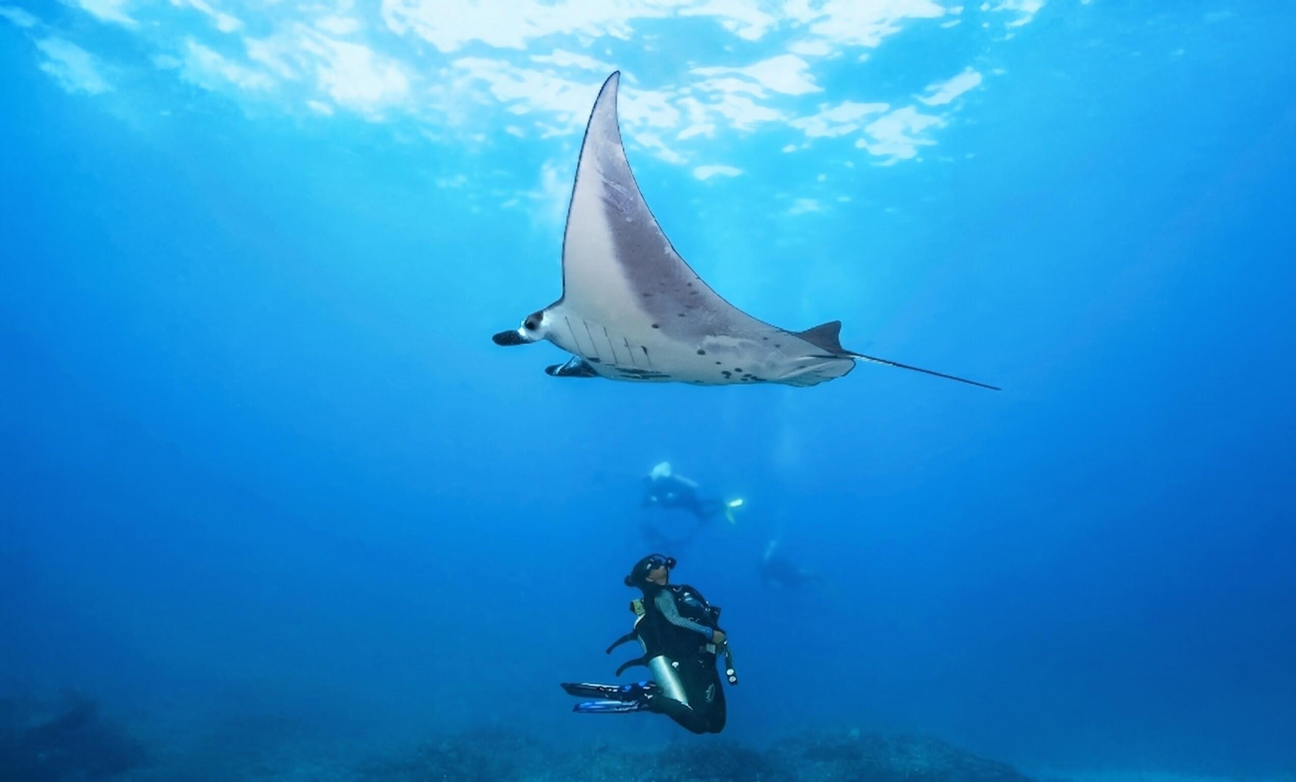 Voyageur solo confirmé : safari plongée d’exploration à Bali - 9 nuits 1/1
