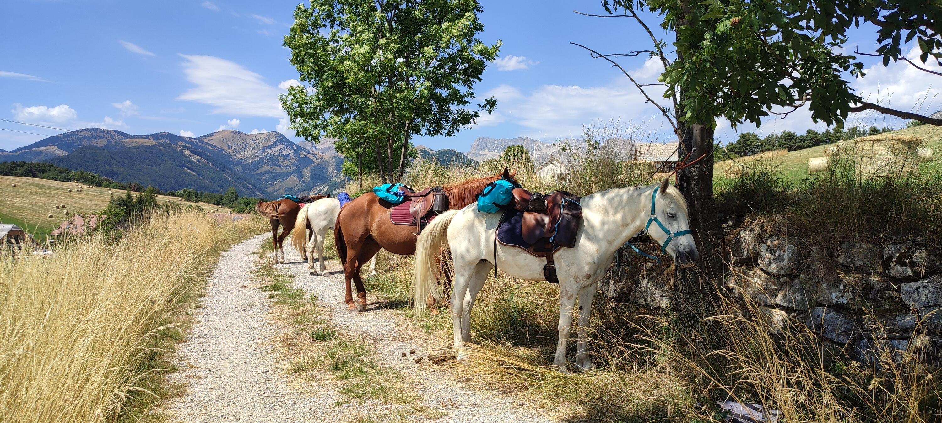 Le Dévoluy à cheval : une immersion en montagne de 4 jours 1/1
