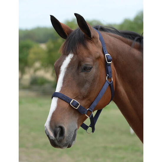 Ensemble licol et longe pour cheval Roma