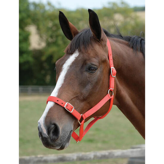 Ensemble licol et longe pour cheval Roma