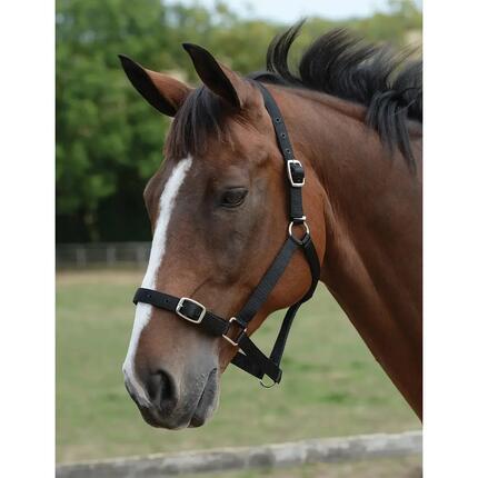 Ensemble licol et longe pour cheval Roma
