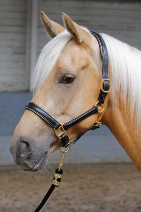 Licol pour cheval en cuir avec passepoil Harry's Horse
