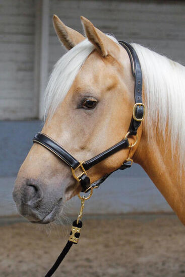 Licol en cuir doré ou argent - Harry's Horse