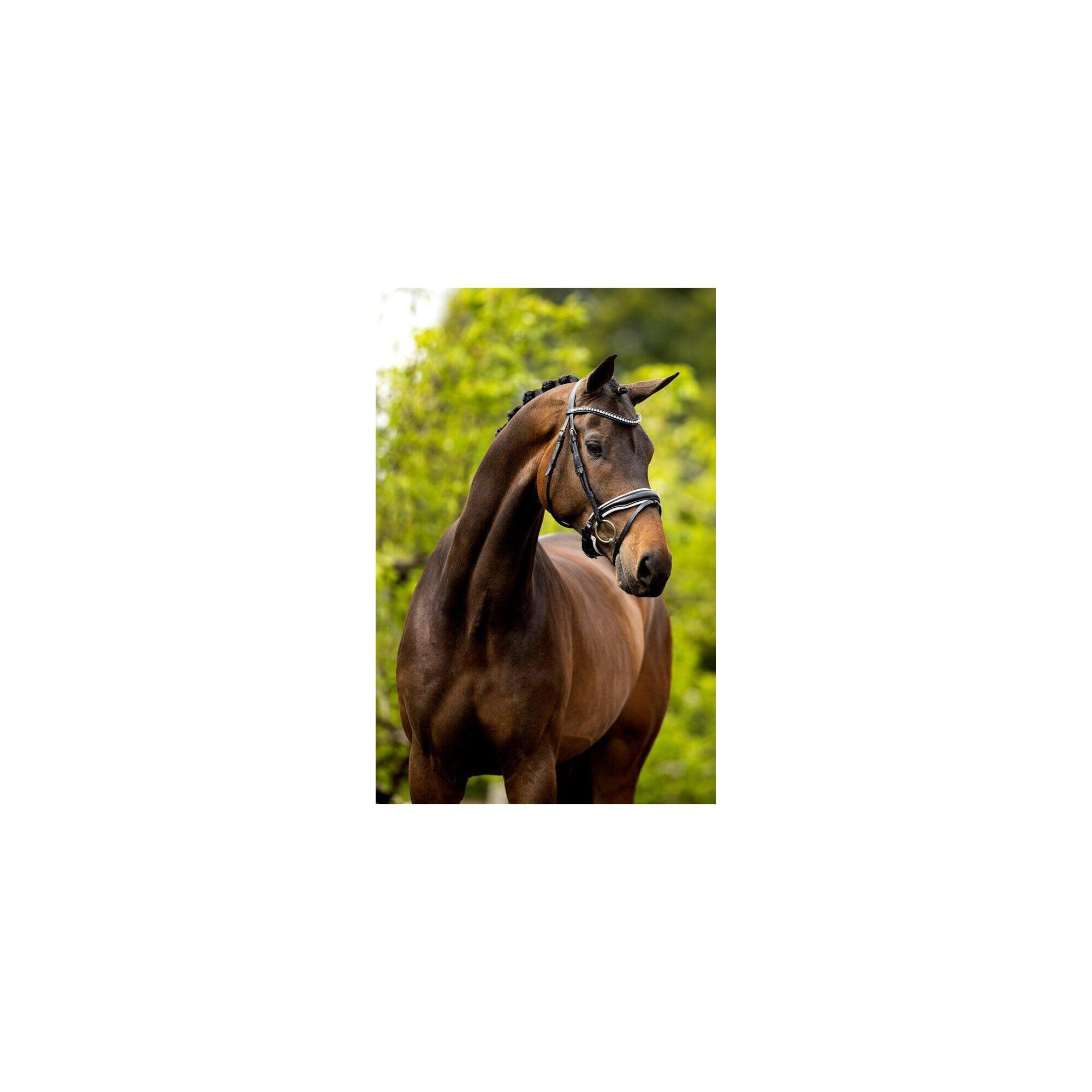 Br Hoofdstel Southam Zwart -