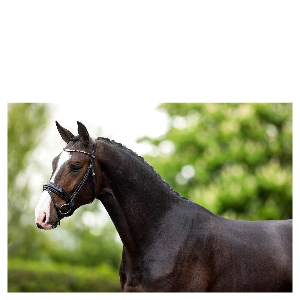 Bridons équitation anatomique BR Equitation Andover 3/3