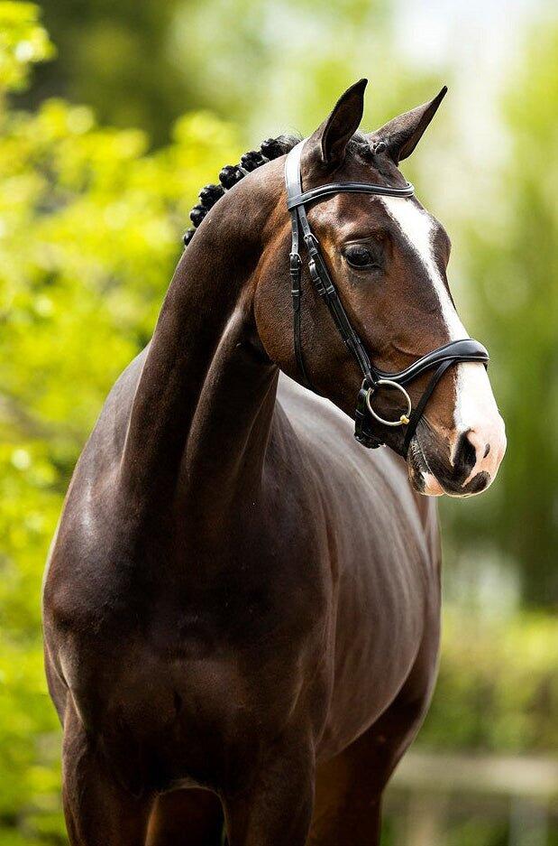 Bridons équitation anatomique BR Equitation Longridge 2/4