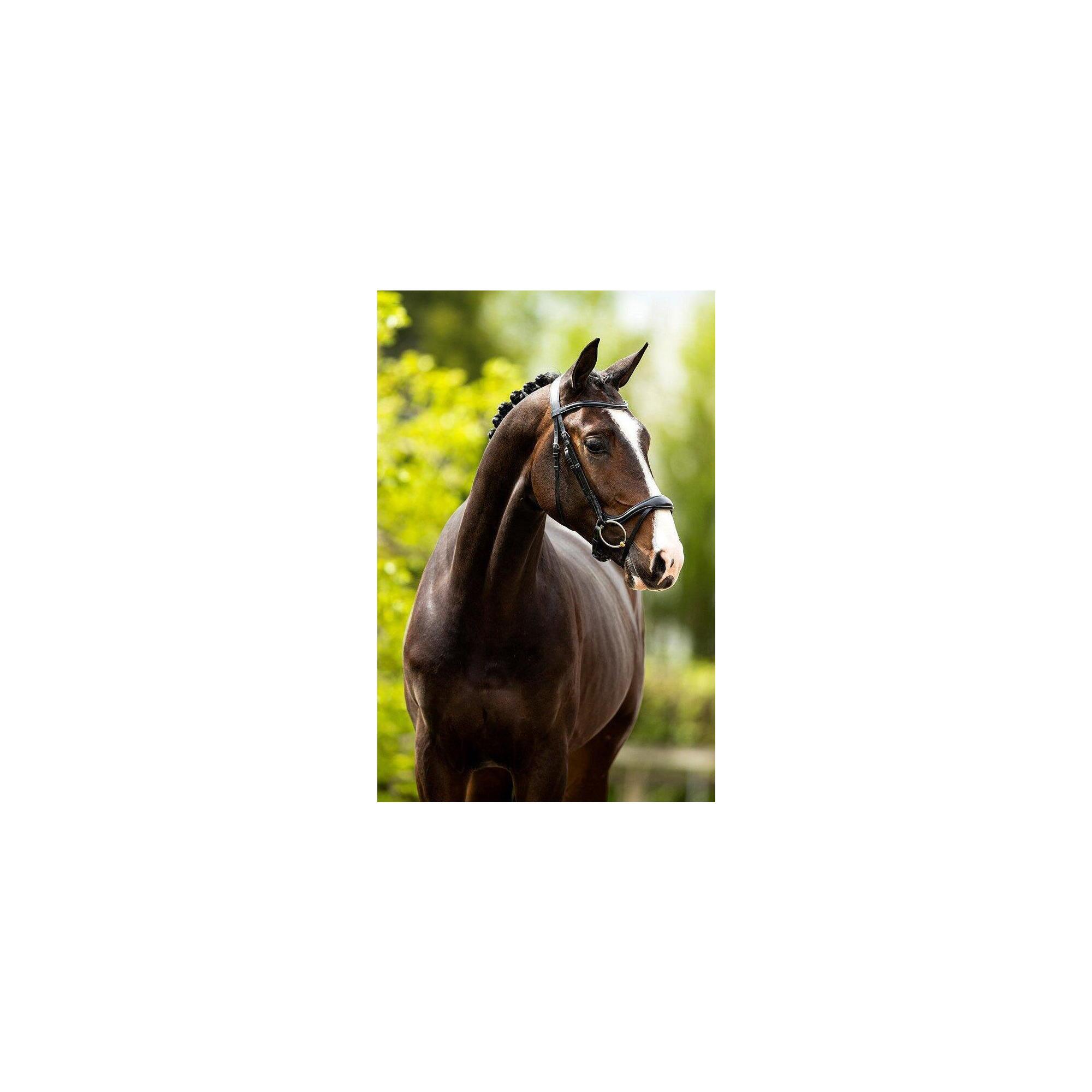 Br Hoofdstel Longridge Grijs -