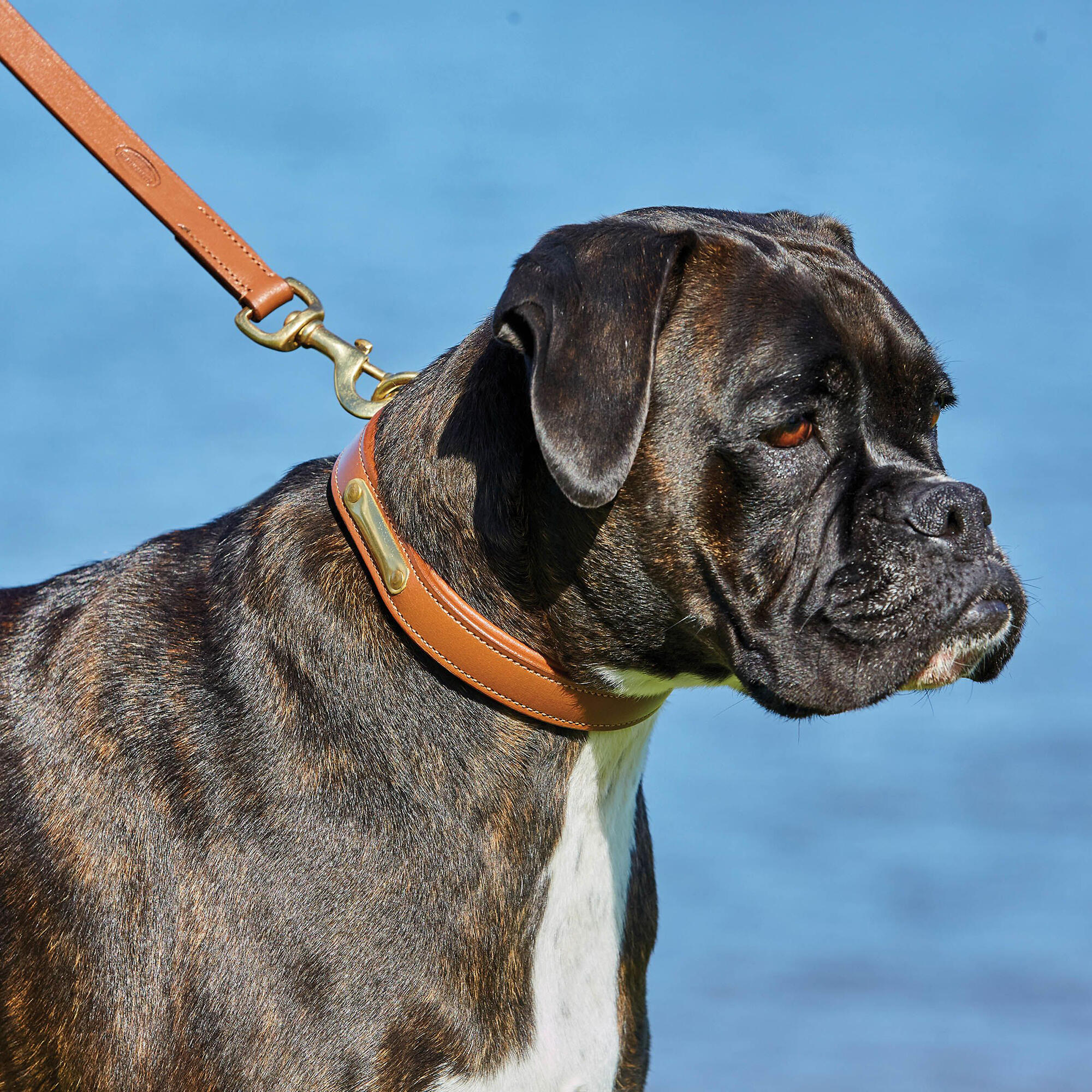 Padded Leather Dog Collar (Tan) 3/3