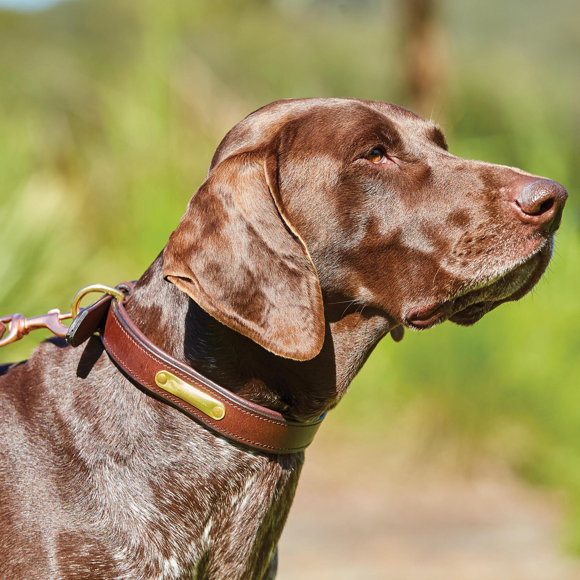 Padded Leather Dog Collar (Brown) 2/2