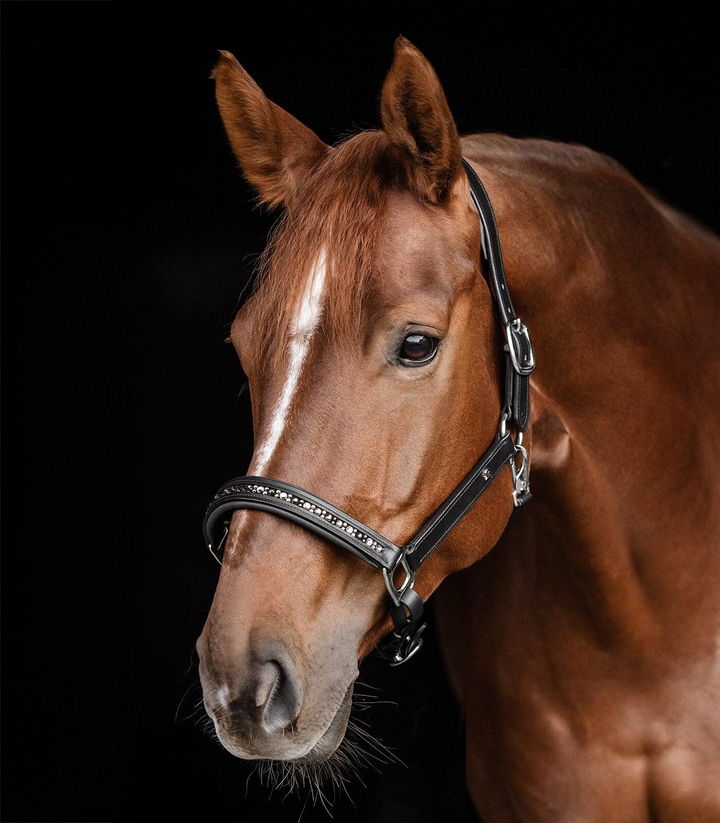 Cavezza in cuoio per pony Waldhausen Crystal 2/5
