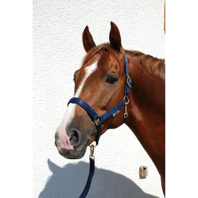 Halster voor paarden bucas dublin