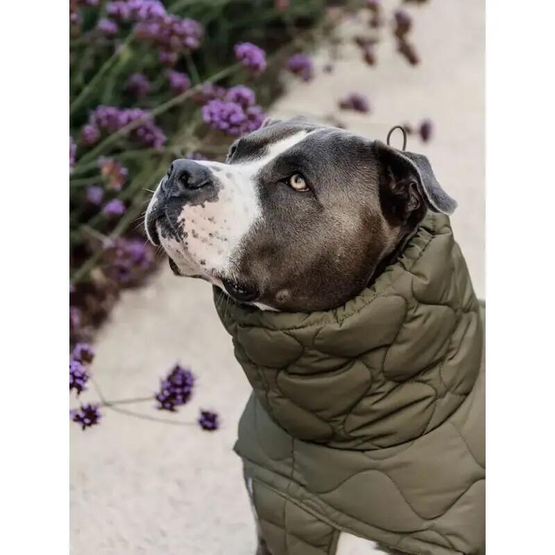 Manteau d'hiver pour chien Pina - Kentucky 4/4