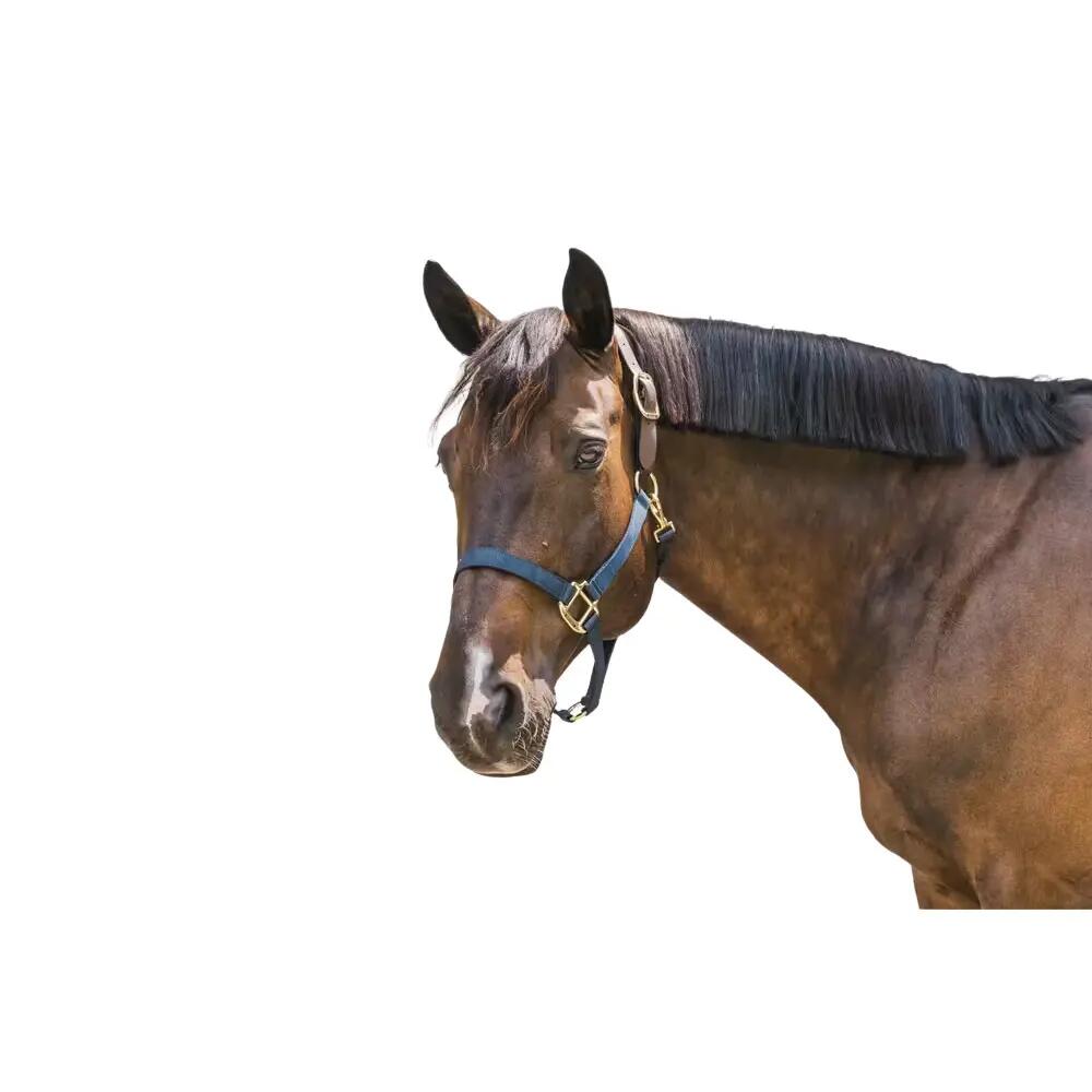 Nylon halter Breakaway navy Full 2/4
