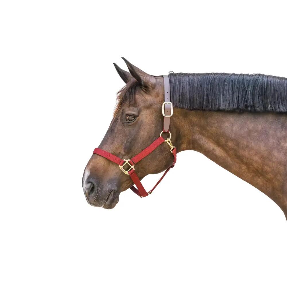 Halfter für Pferd Kentucky Breakaway 2/5
