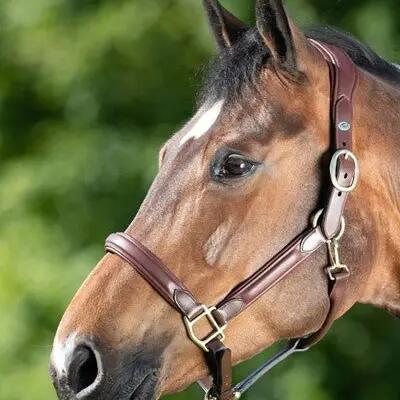 Leather halter for horse HFI Wave